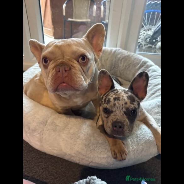 French Bulldog - Bitches