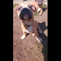 French Bulldog - Dogs