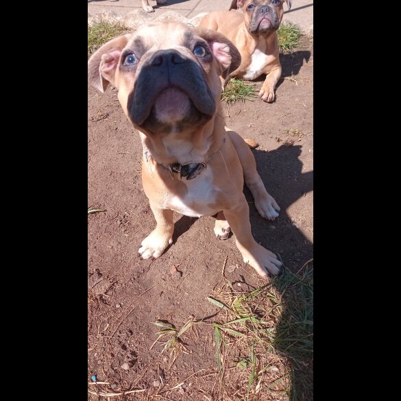 French Bulldog - Dogs