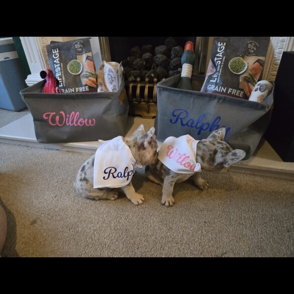 French Bulldog - Dogs