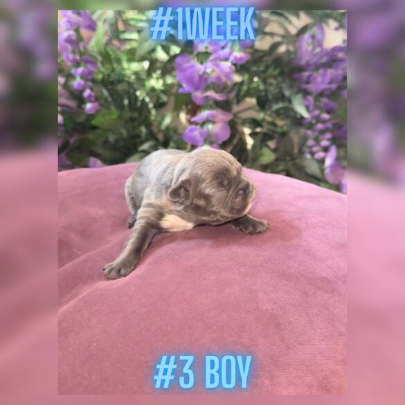 French Bulldog - Both