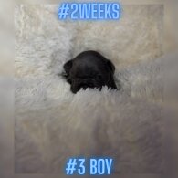 French Bulldog - Both