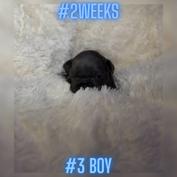 French Bulldog - Both