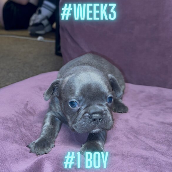 French Bulldog - Both