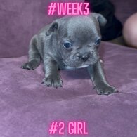French Bulldog - Both