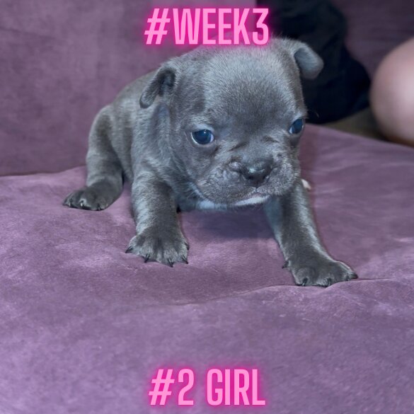 French Bulldog - Both