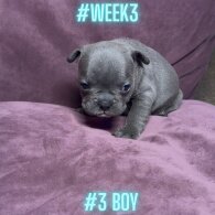 French Bulldog - Both
