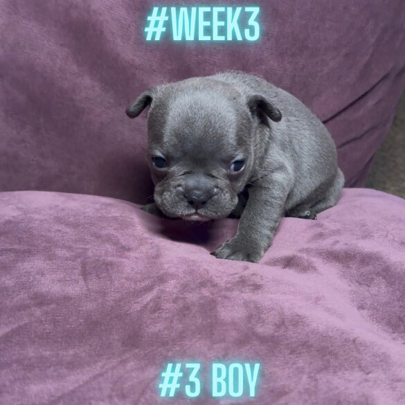 French Bulldog - Both