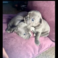 French Bulldog - Both