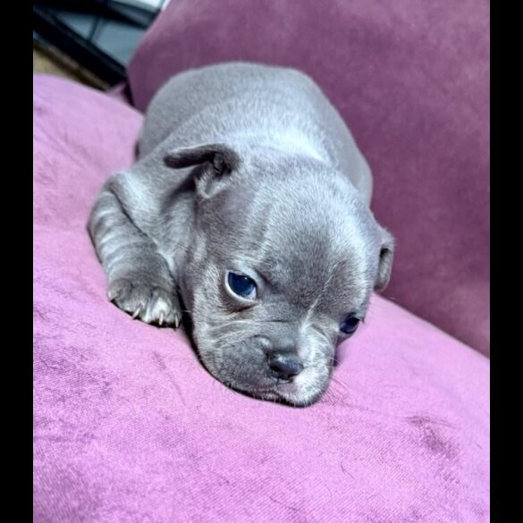 French Bulldog - Both
