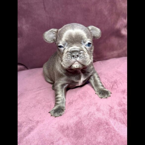 French Bulldog - Both