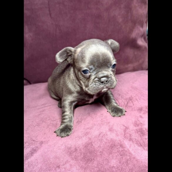 French Bulldog - Both