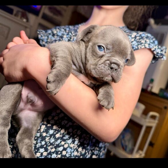 French Bulldog - Both