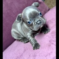 French Bulldog - Both