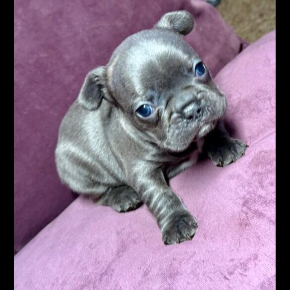 French Bulldog - Both