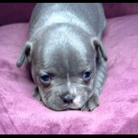 French Bulldog - Both