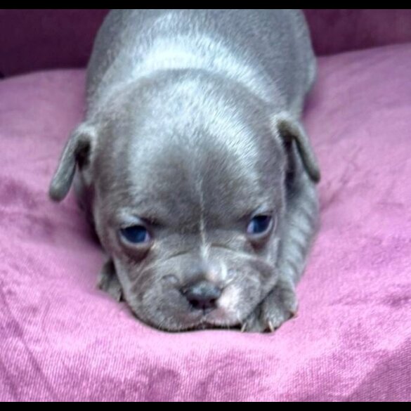 French Bulldog - Both