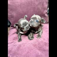 French Bulldog - Both
