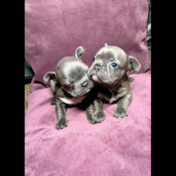 French Bulldog - Both