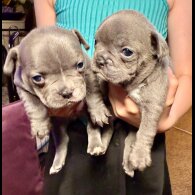 French Bulldog - Both
