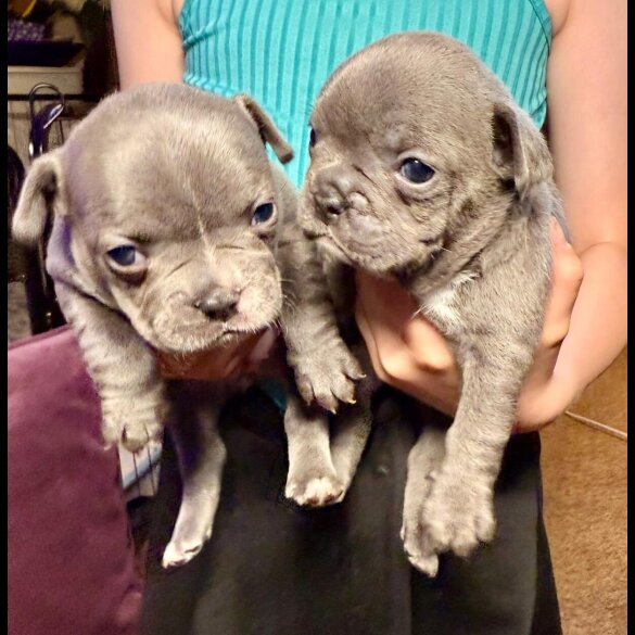 French Bulldog - Both