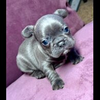 French Bulldog - Both