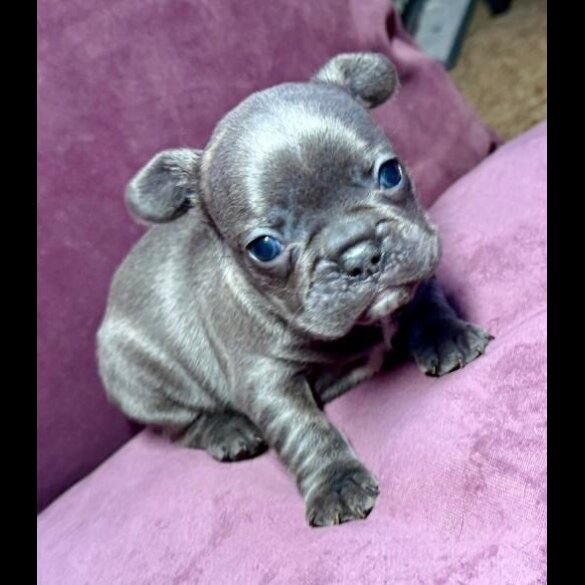 French Bulldog - Both