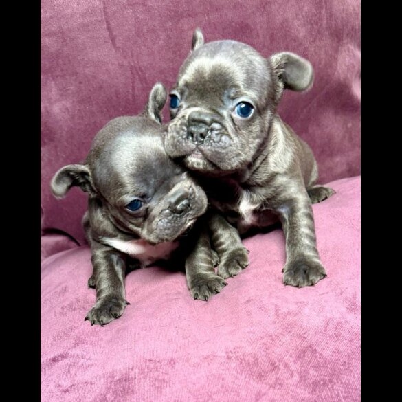 French Bulldog - Both