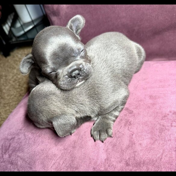 French Bulldog - Both