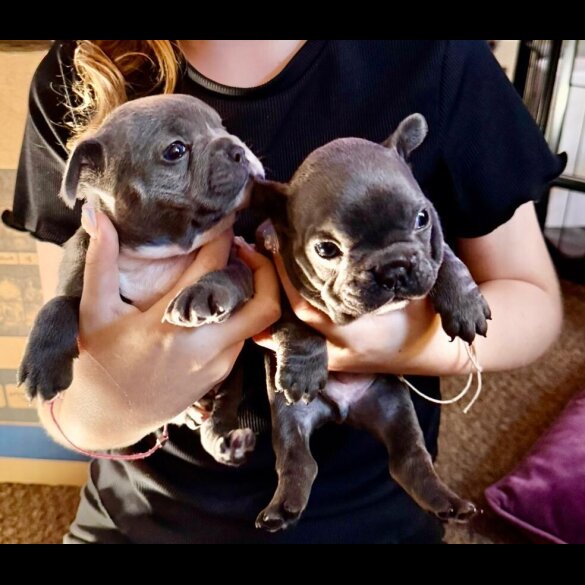 French Bulldog - Both