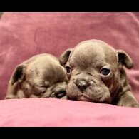 French Bulldog - Both