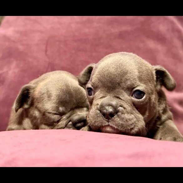 French Bulldog - Both