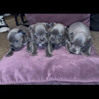 French Bulldog - Both