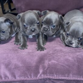 French Bulldog - Both