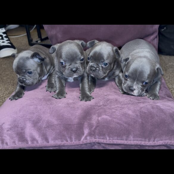 French Bulldog - Both
