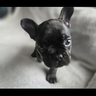 French Bulldog - Dogs