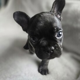 French Bulldog - Both