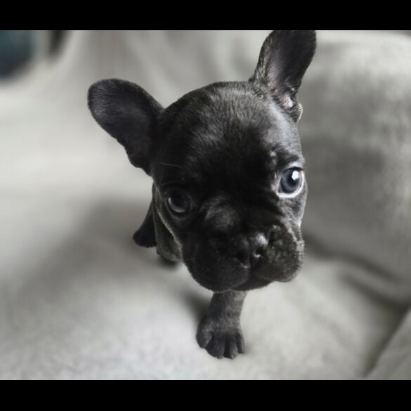 French Bulldog - Dogs