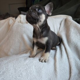 French Bulldog - Both