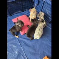 French Bulldog - Dogs