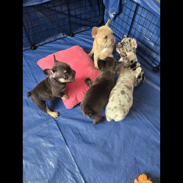 French Bulldog - Dogs