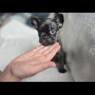 French Bulldog - Dogs