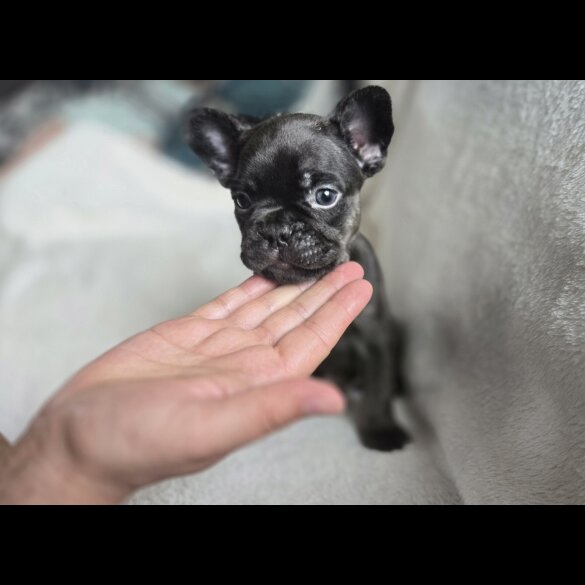 French Bulldog - Dogs