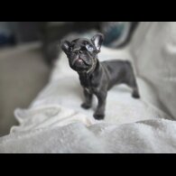 French Bulldog - Dogs