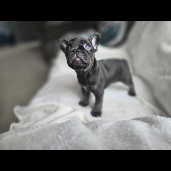 French Bulldog - Dogs