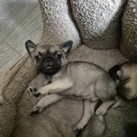 Frug - Both
