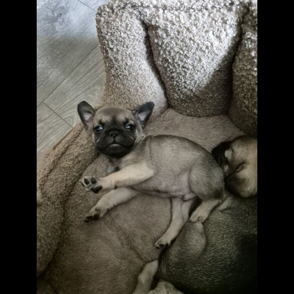 Frug - Both