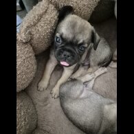 Frug - Both