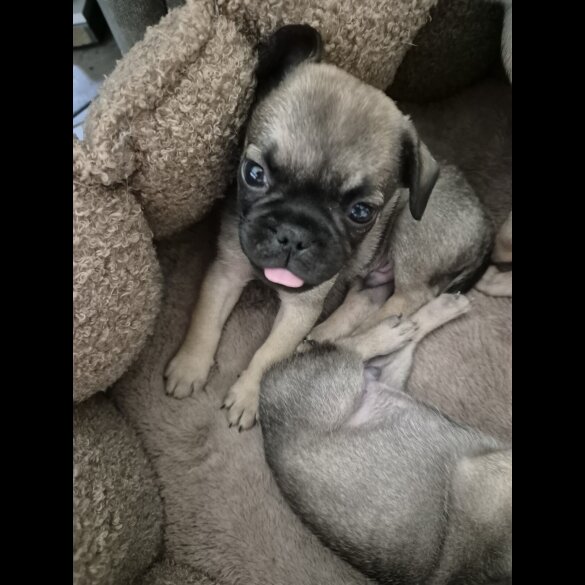 Frug - Both