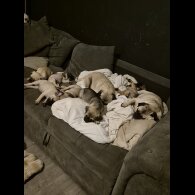 Frug - Both